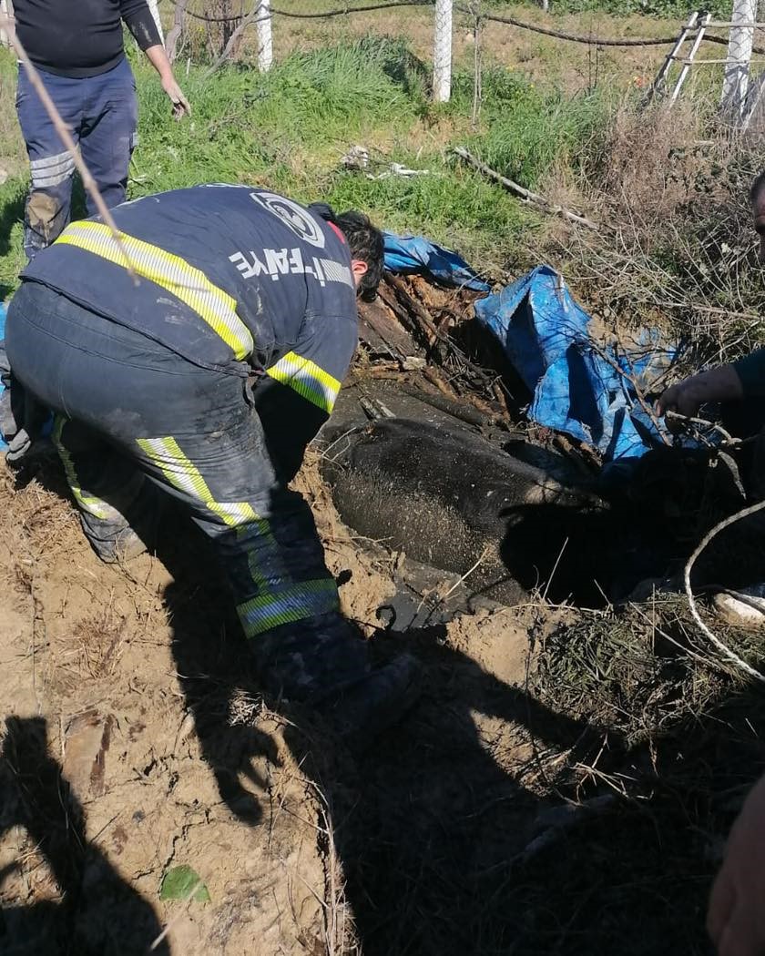 Denizli’de Foseptik Çukuruna Düşen Inek Için Seferber Oldular...haber (3)