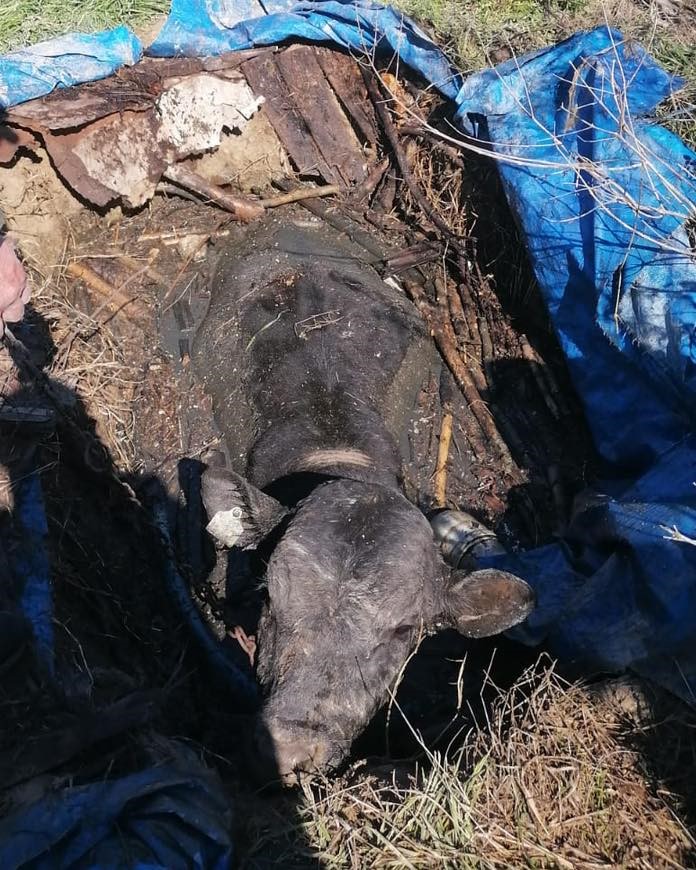 Denizli’de Foseptik Çukuruna Düşen Inek Için Seferber Oldular...haber (4)