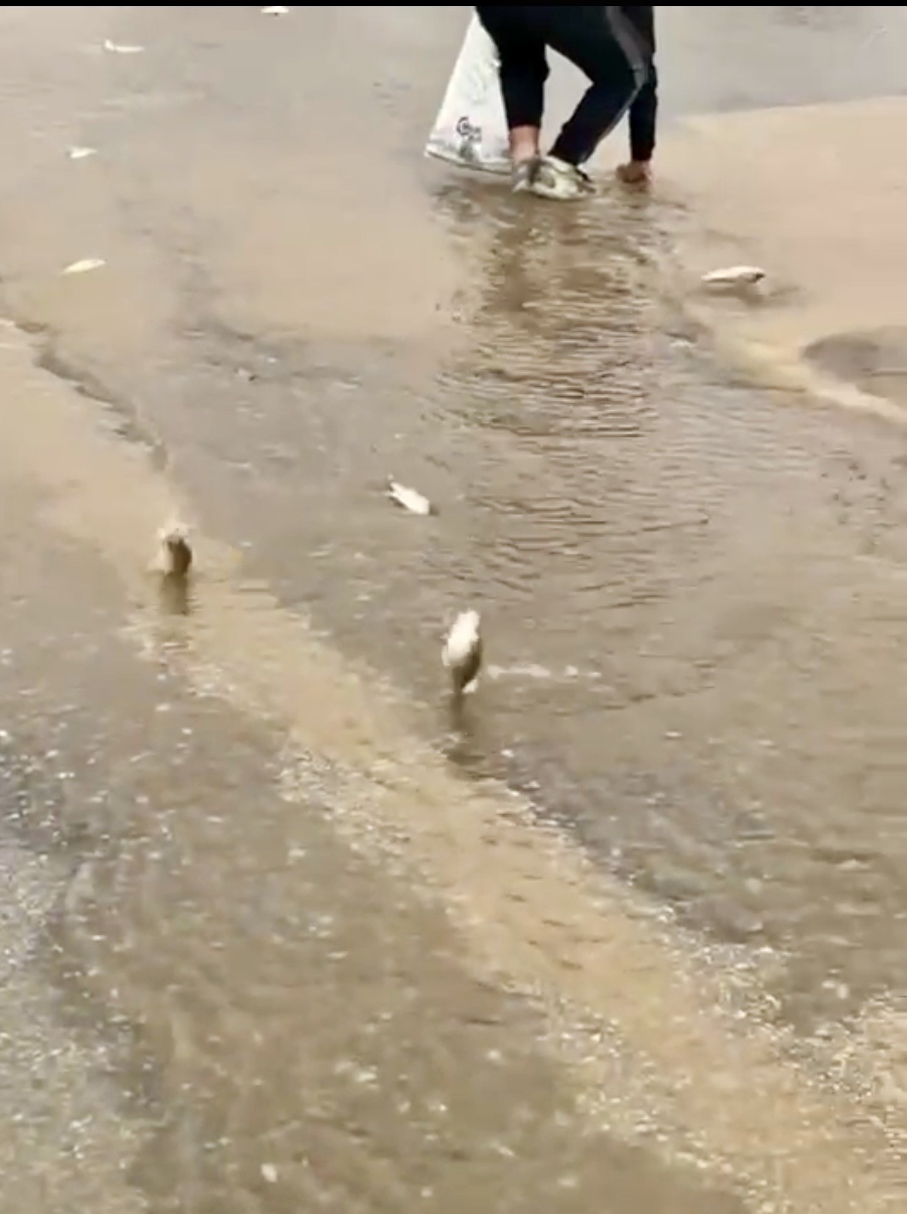 Gölet Taştı, Asfalta Balık Yağdı! Poşetini Alan Oraya Koştu.. (3)