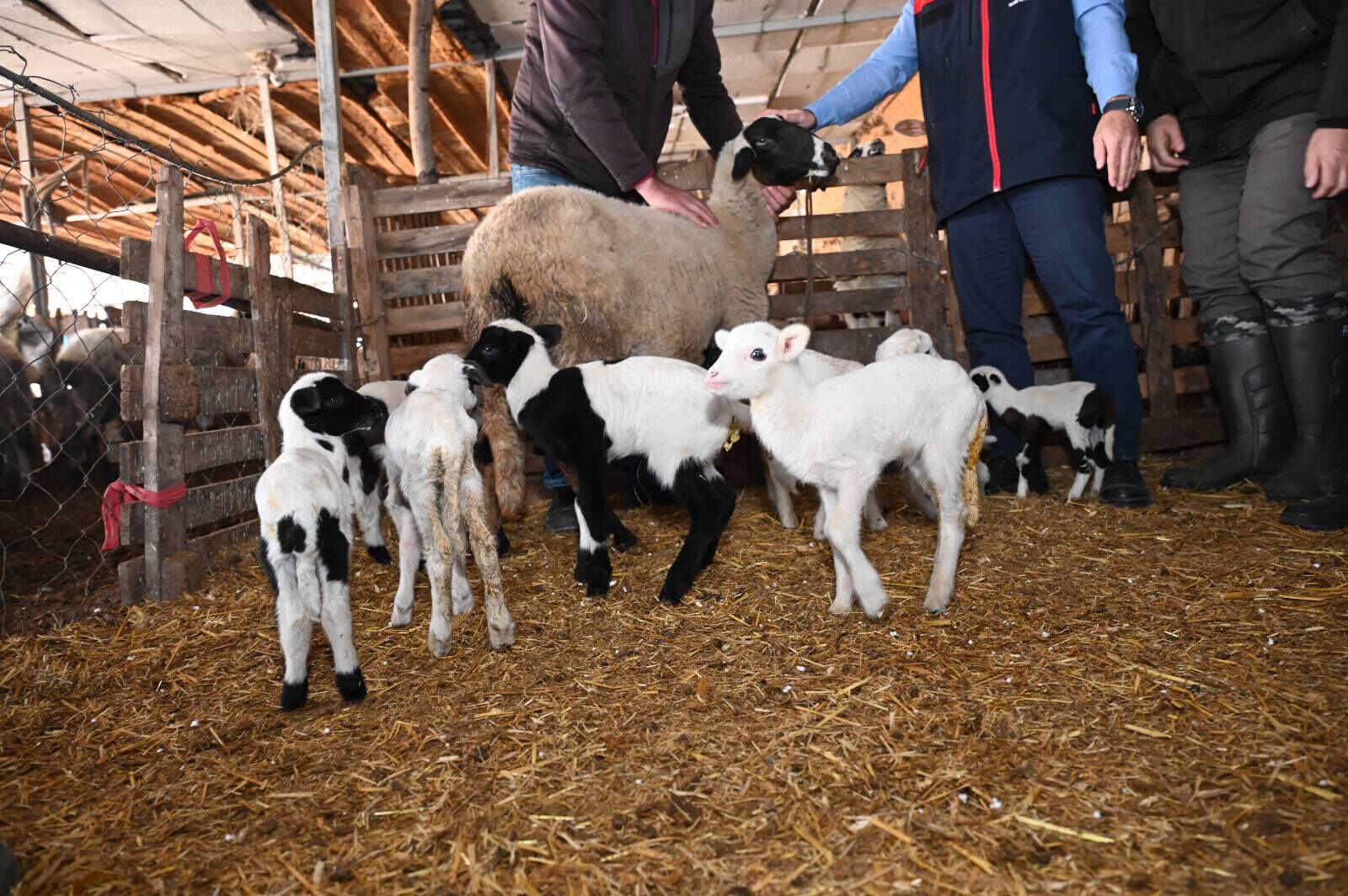 Gözler Pınarkent’teki 9 Kuzunun Üzerinde Sağlık Durumları Yerinde İncelendi (1)