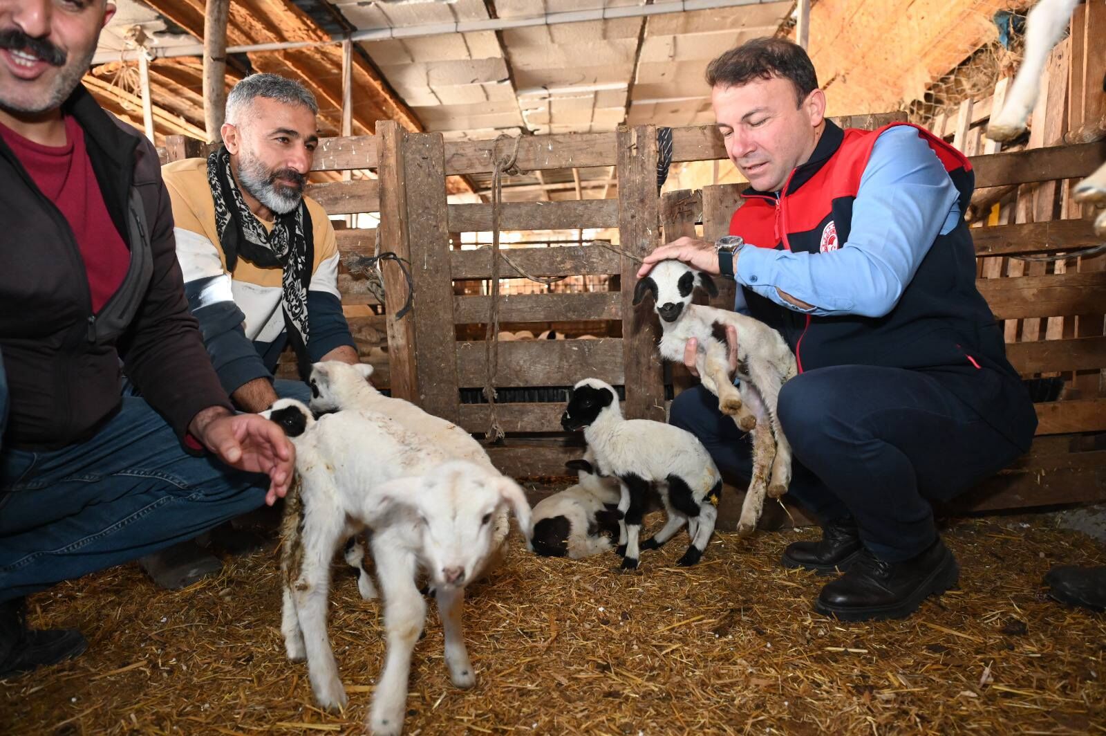 Gözler Pınarkent’teki 9 Kuzunun Üzerinde Sağlık Durumları Yerinde İncelendi (4)