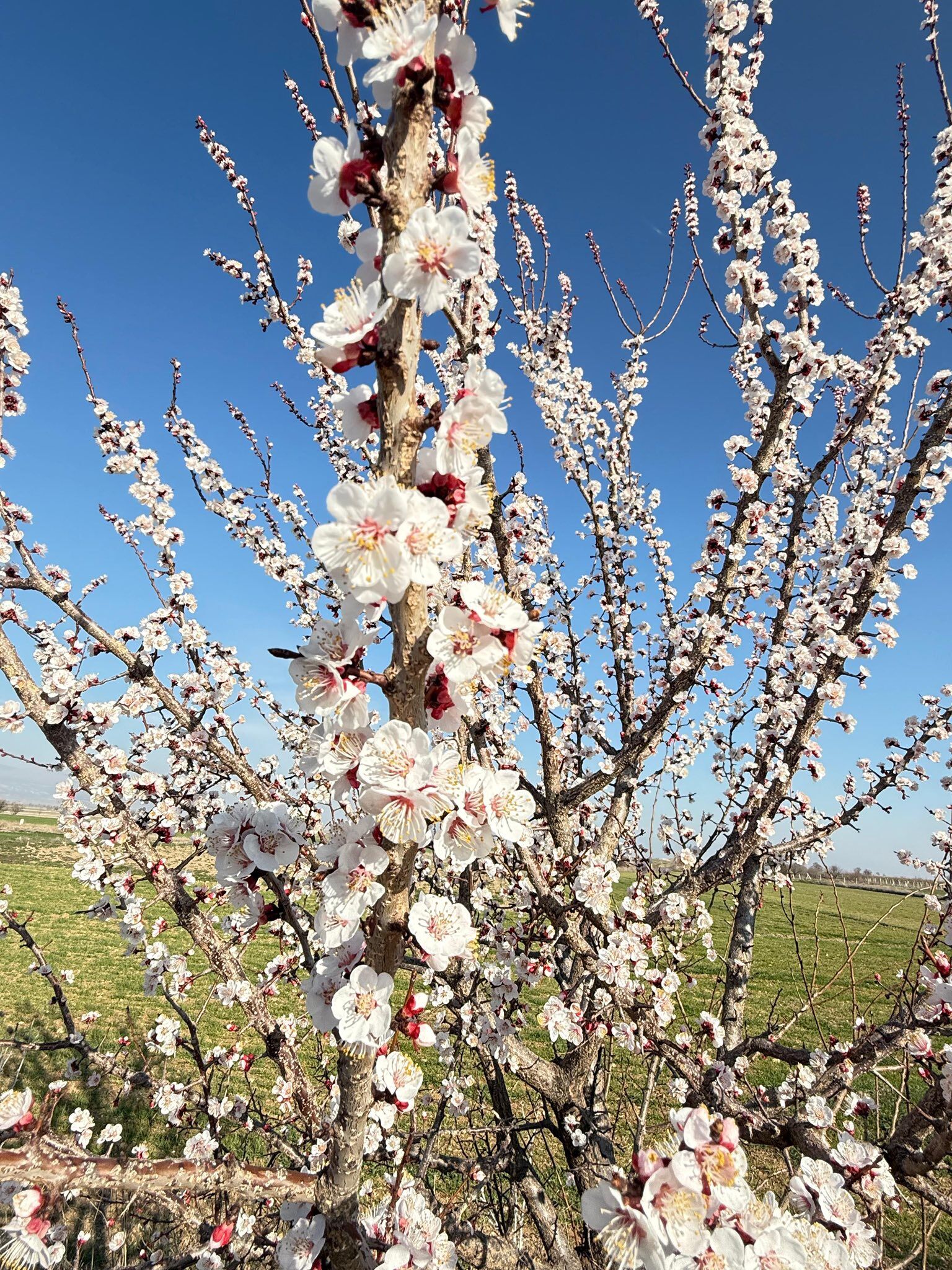 Baklan’da Üretim Sezonu Fenolojik Gözlemlerle Başladı (1)