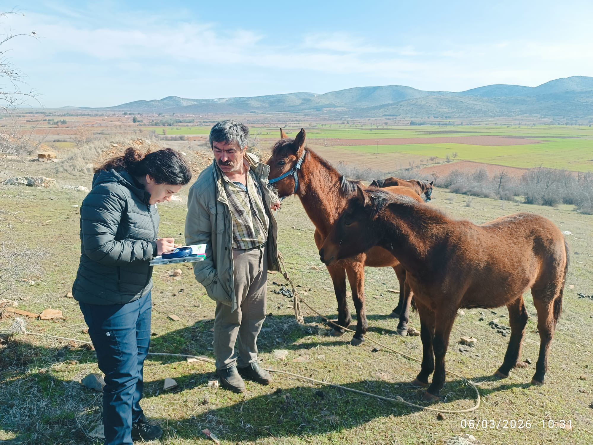 Bekilli'de Atlar Kimliklendirildi (1)