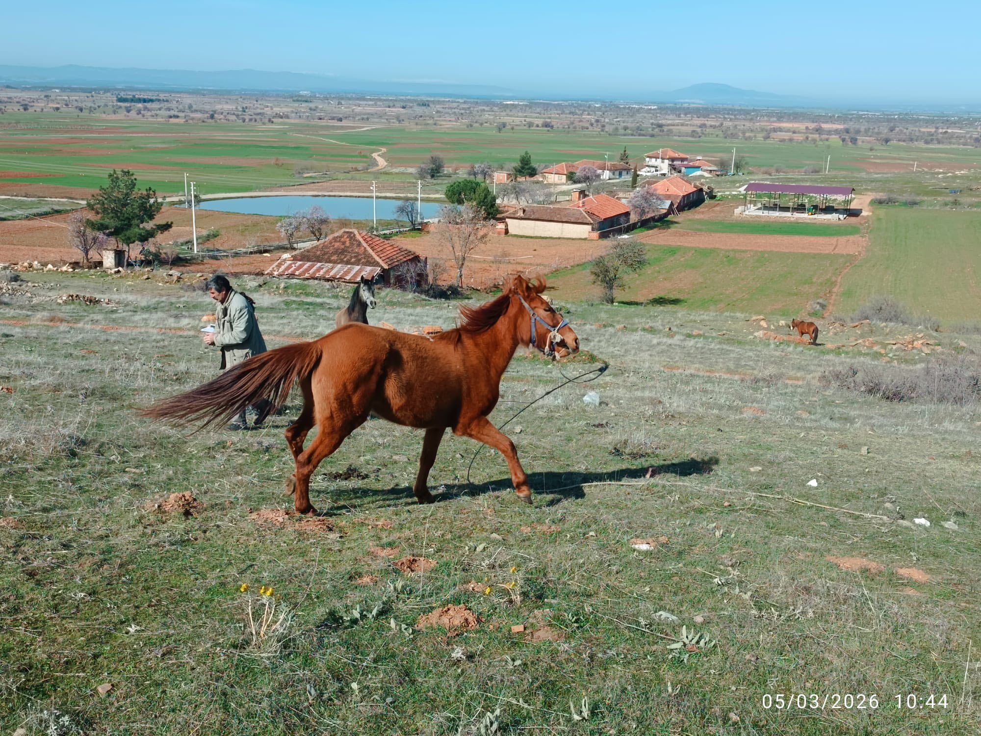 Bekilli'de Atlar Kimliklendirildi (2)