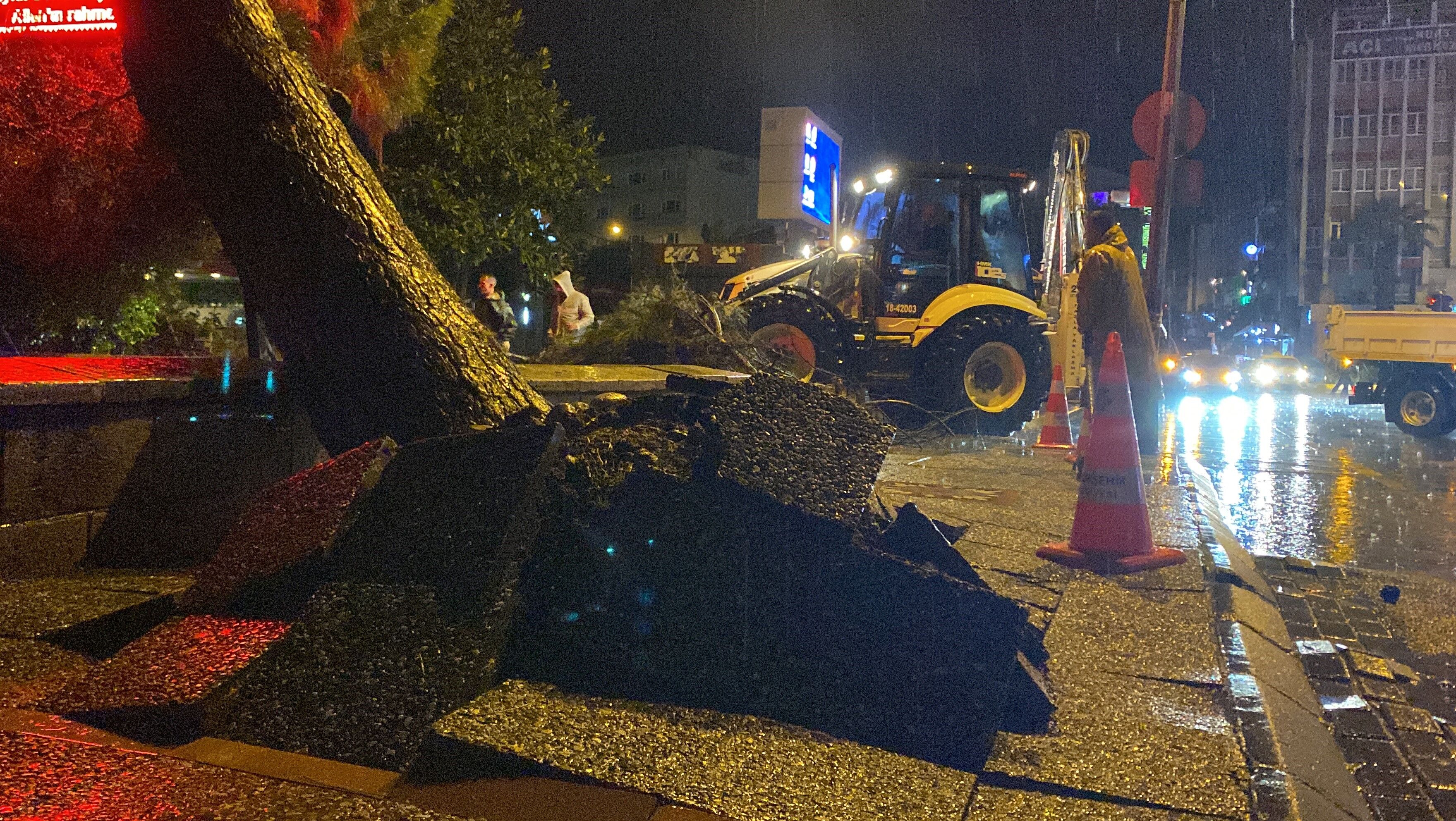 Denizli Haber Asırlık Ağaç Devrildi (2)