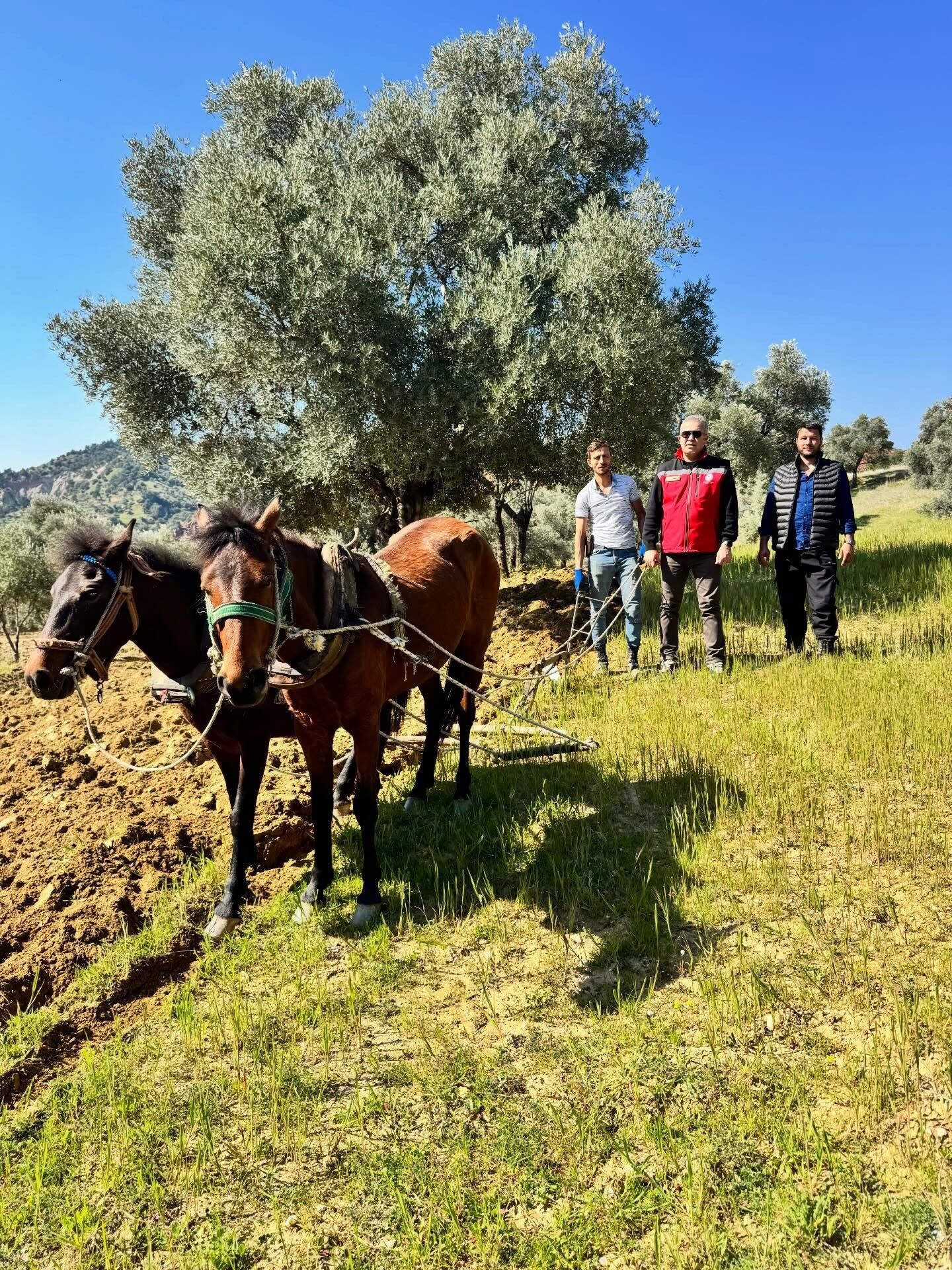 Denizli Haber Atla Üretim (1)