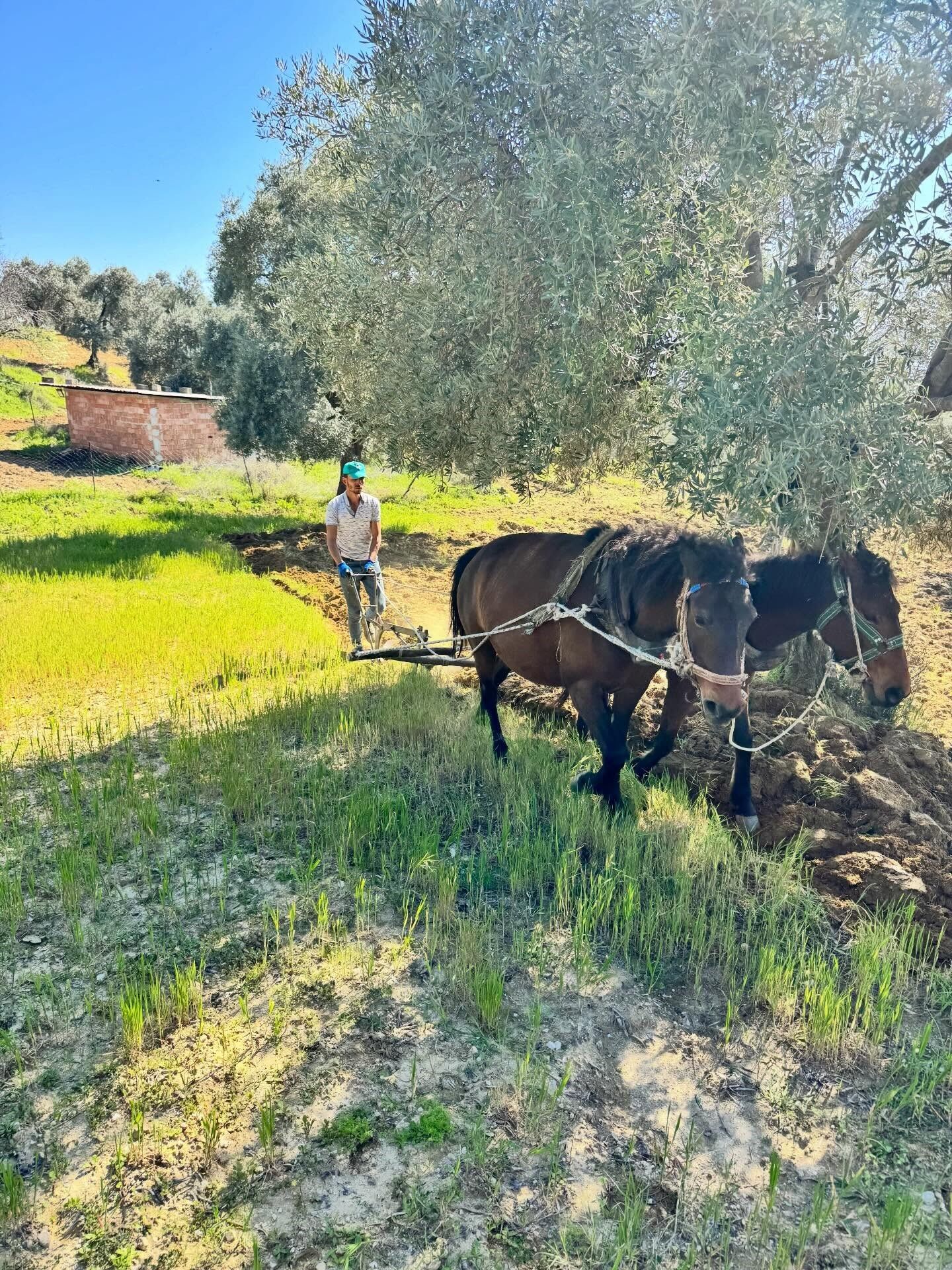 Denizli Haber Atla Üretim (2)