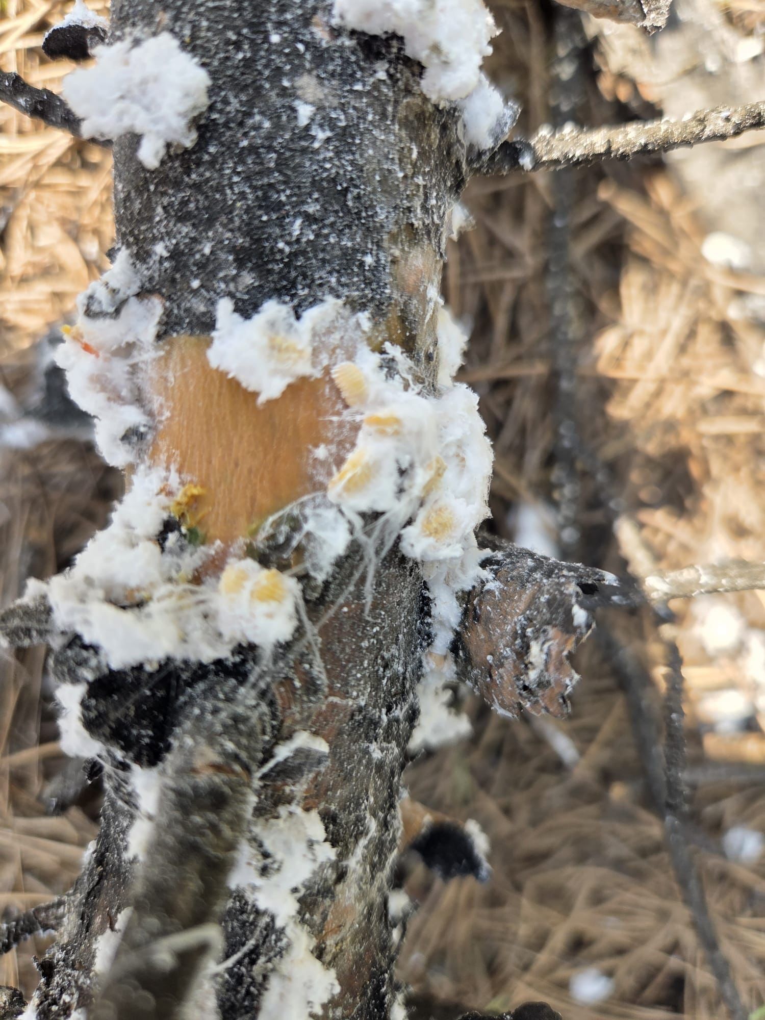 Denizli Haber Basralıağaç (1)