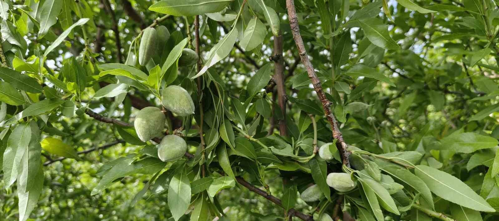 Denizli Haber Çağla (2)-2