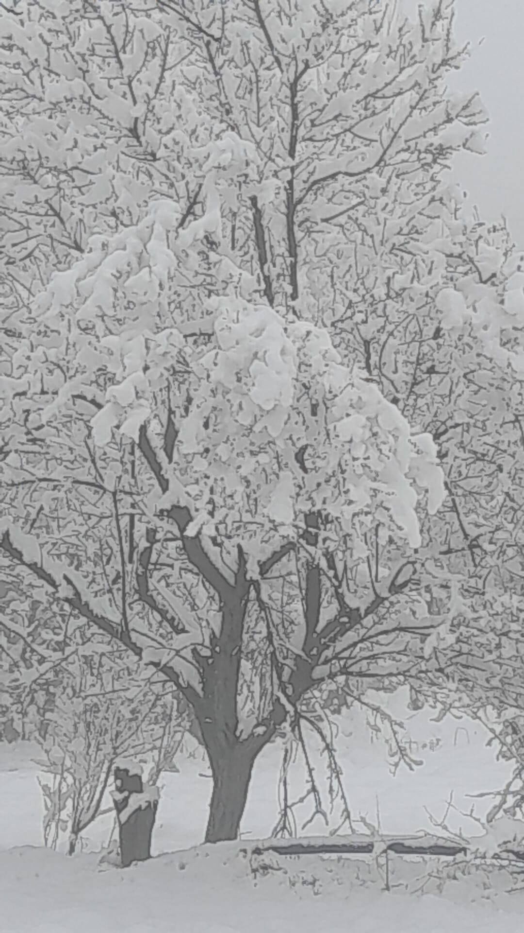 Denizli Haber Çameli Kar (1)