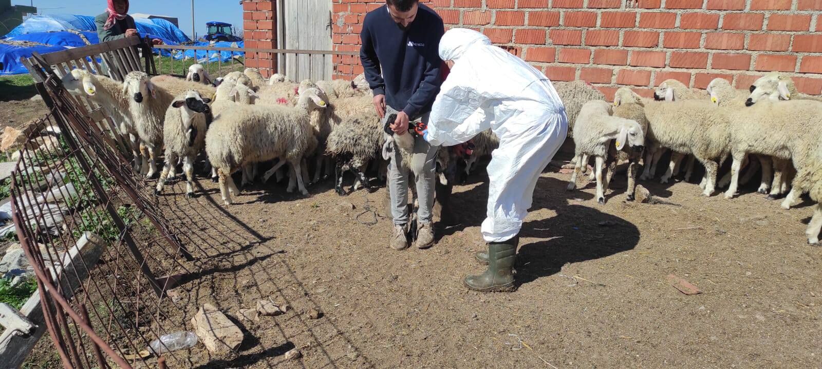 Denizli Haber Hayvancılık-1