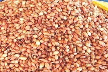 Denizli Haber Kurusoğan