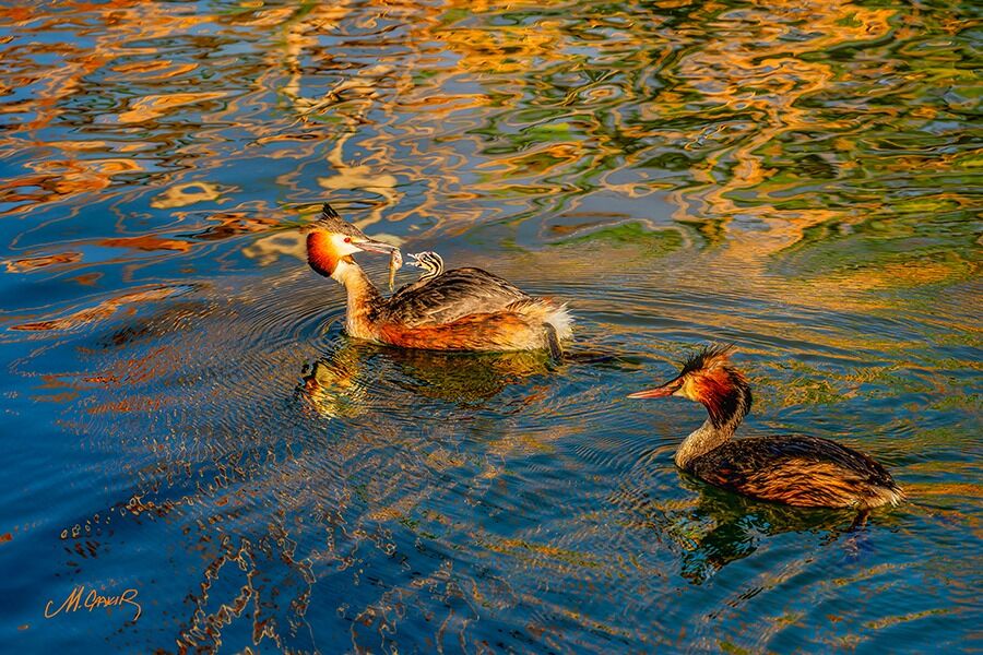 Denizli Haber Mehmet Çakır Fotoğraf (1)