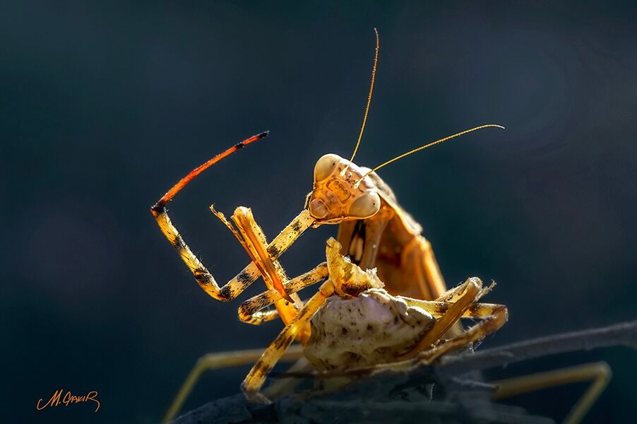 Denizli Haber Mehmet Çakır Fotoğraf (3)