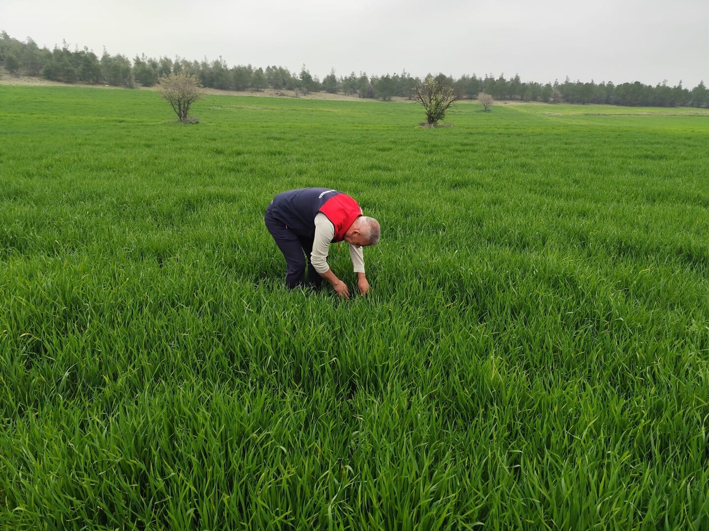 Denizli Haber Pamukkale Ilçe Tarım (1)