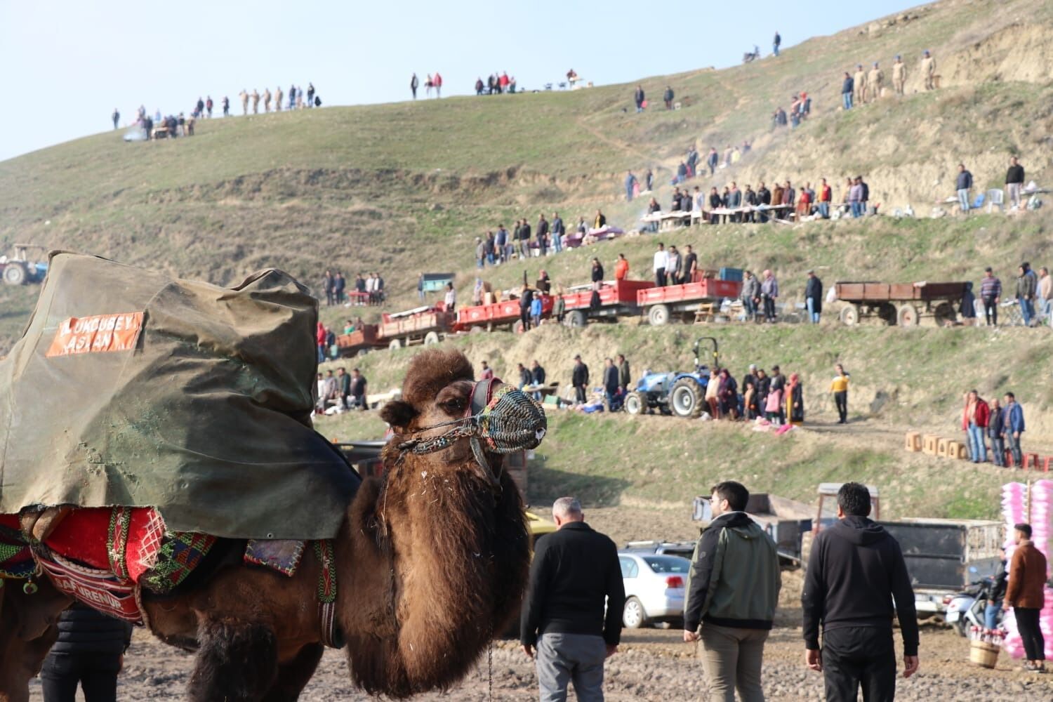 Denizli Haber Sarayköy Deve Gürüşü (3)