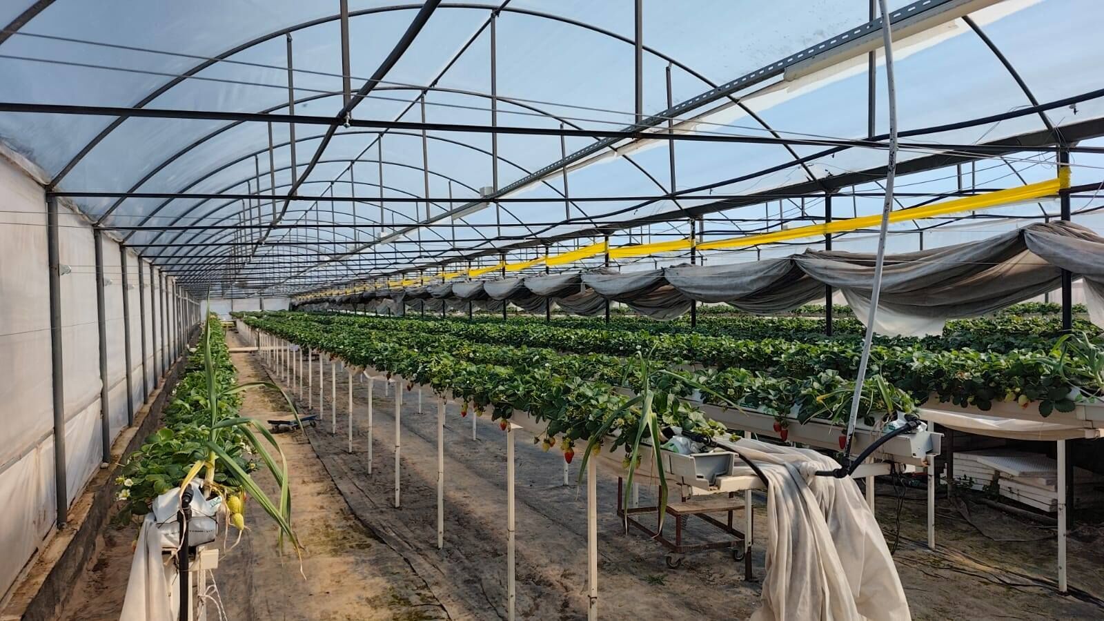 Denizli Haber Tarım-17