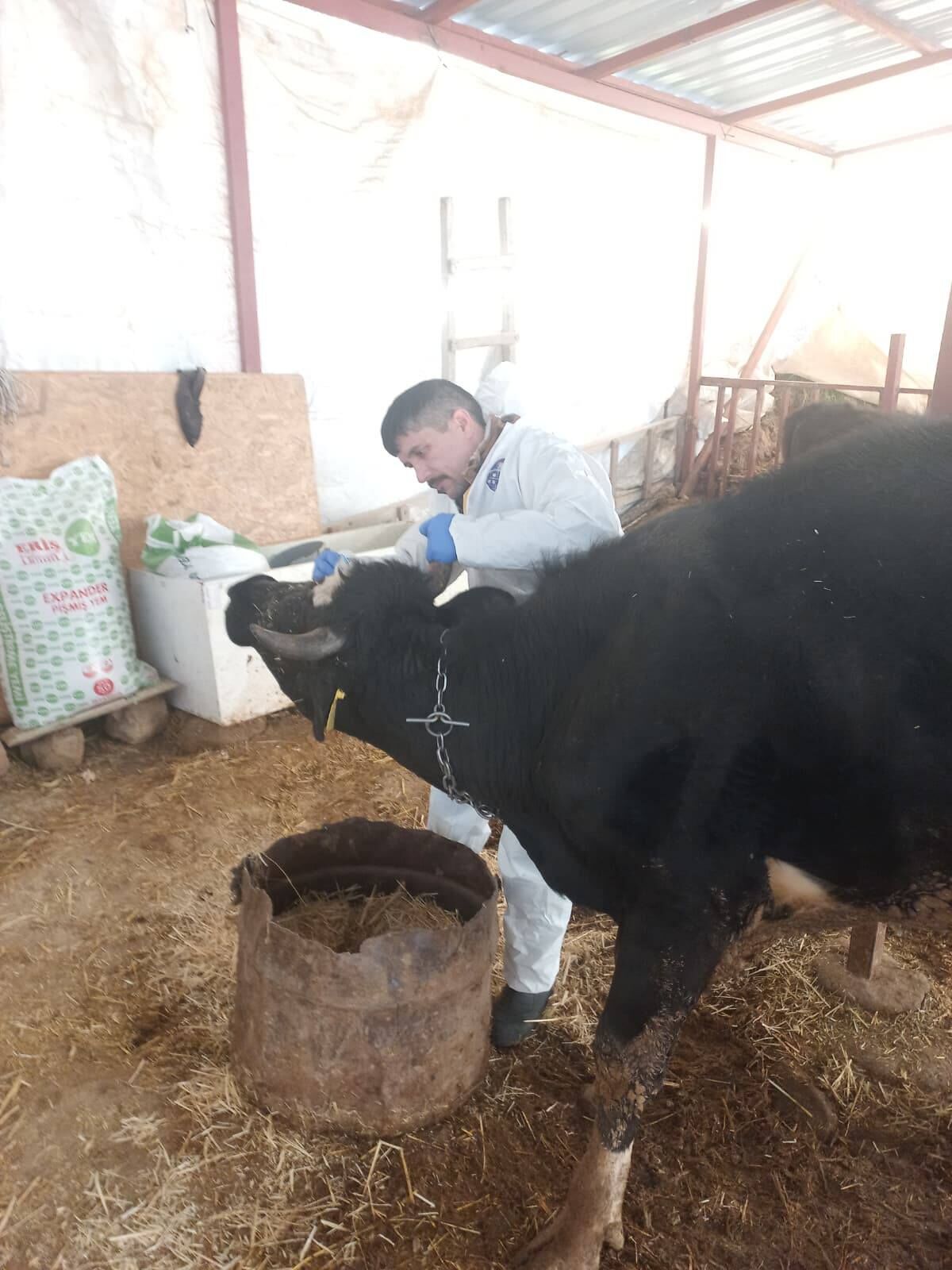 Denizli’de Hayvan Sağlığı İçin Büyük Seferberlik Aşılamalar Tam Hız Devam Ediyor (1)