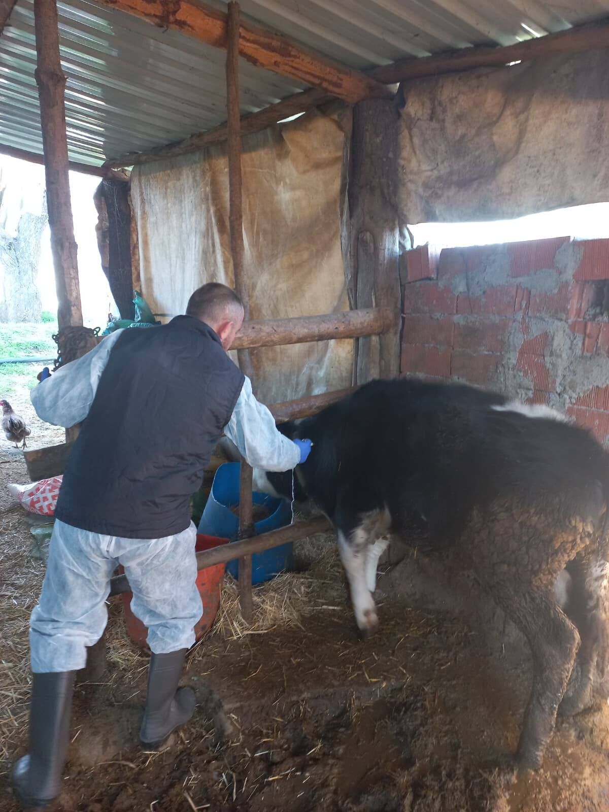 Denizli’de Hayvan Sağlığı İçin Büyük Seferberlik Aşılamalar Tam Hız Devam Ediyor (5)