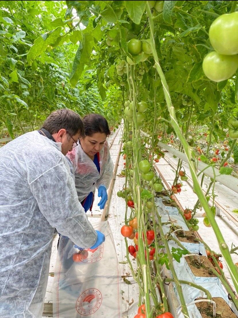 Denizli’de Sofralara Pestisit Kalkanı Seralarda Sıkı Denetim! (1)
