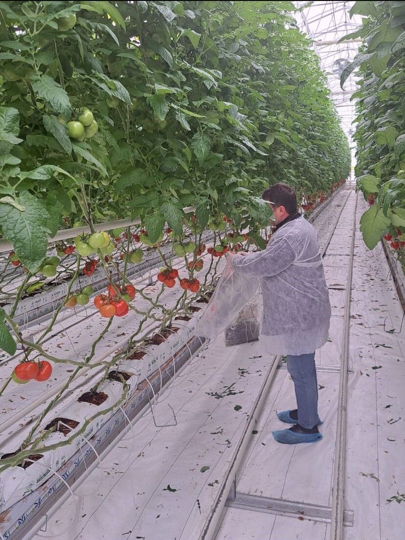 Denizli’de Sofralara Pestisit Kalkanı Seralarda Sıkı Denetim! (2)