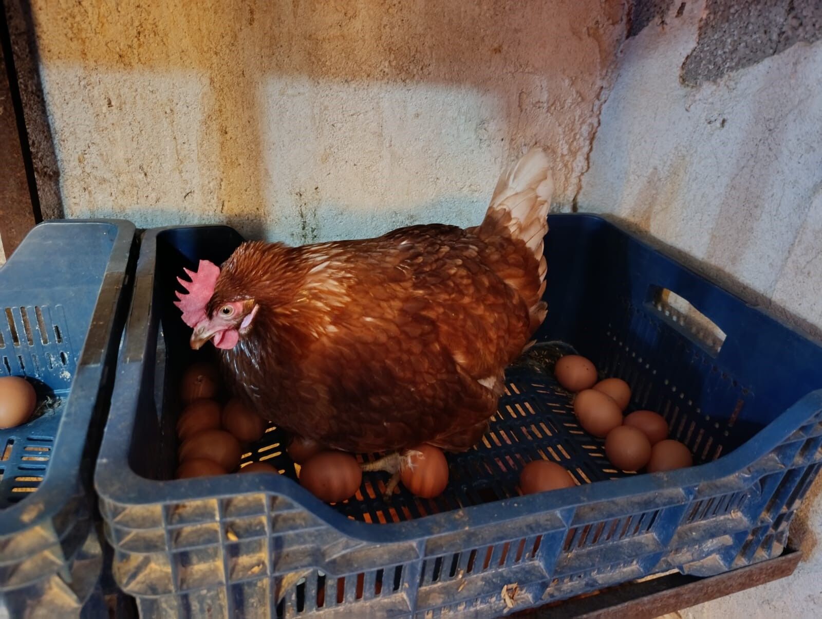 Ev Kiraları Şehirden Kaçırdı, Köyde Gezen Tavuk Çiftliği Kurdu! (4)