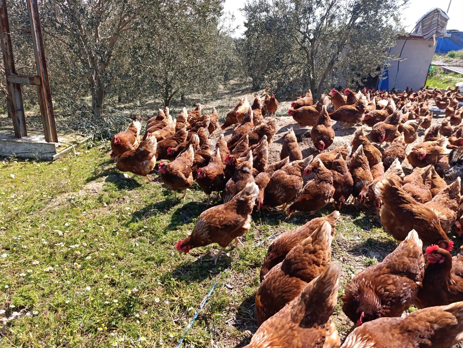 Ev Kiraları Şehirden Kaçırdı, Köyde Gezen Tavuk Çiftliği Kurdu! (5)