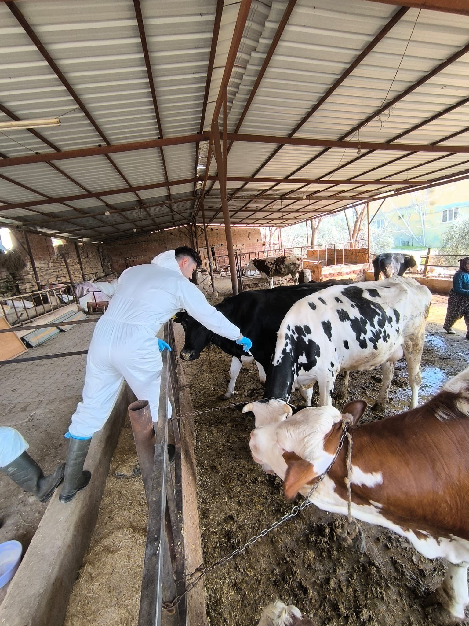 Hayvancılıkta Bahar Mesaisi Denizli’de Aşı Seferberliği! (1)