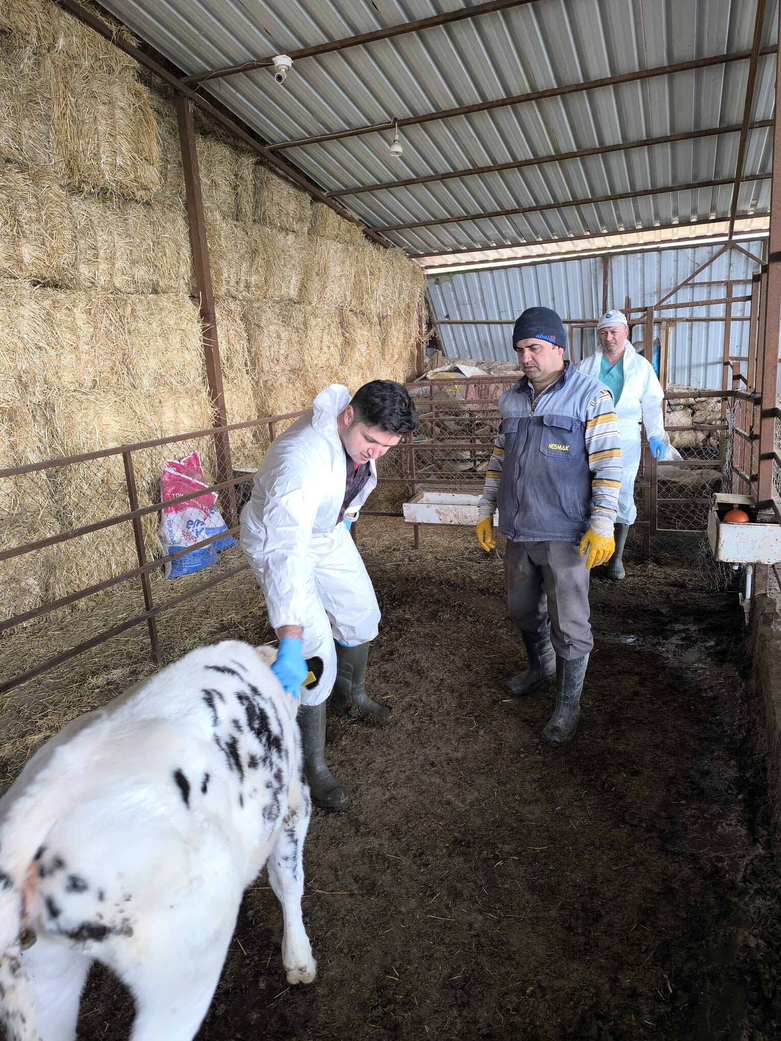 Hayvancılıkta Bahar Mesaisi Denizli’de Aşı Seferberliği! (3)