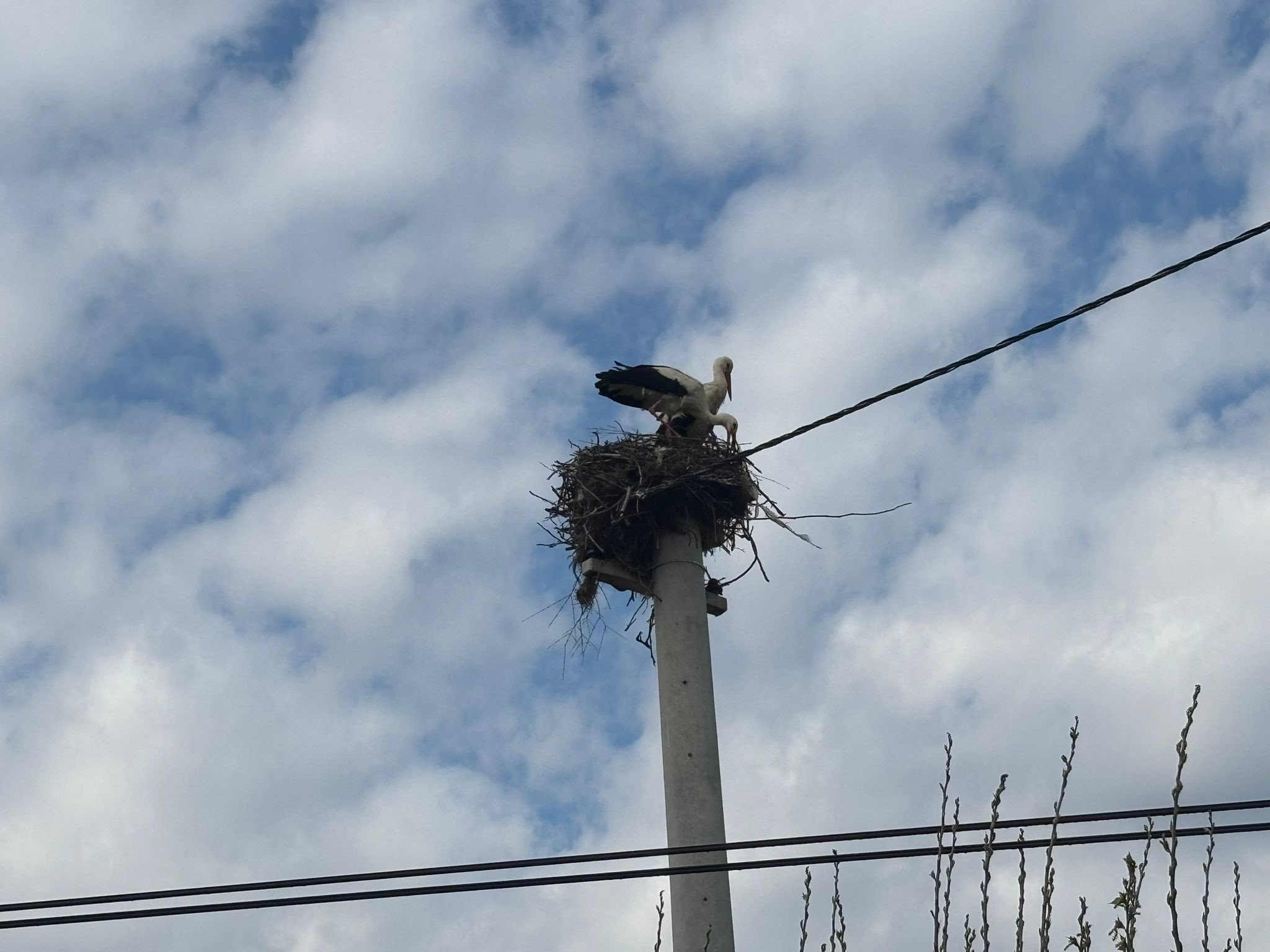 Denizli Ahber Elylekler (2)