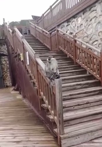 Denizli Ahber Firarimaymun