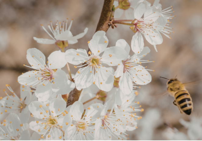 Denizli Haber Arı2-1