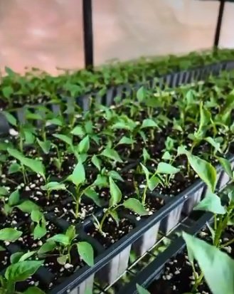 Denizli Haber Atatohumu2 (1)-1