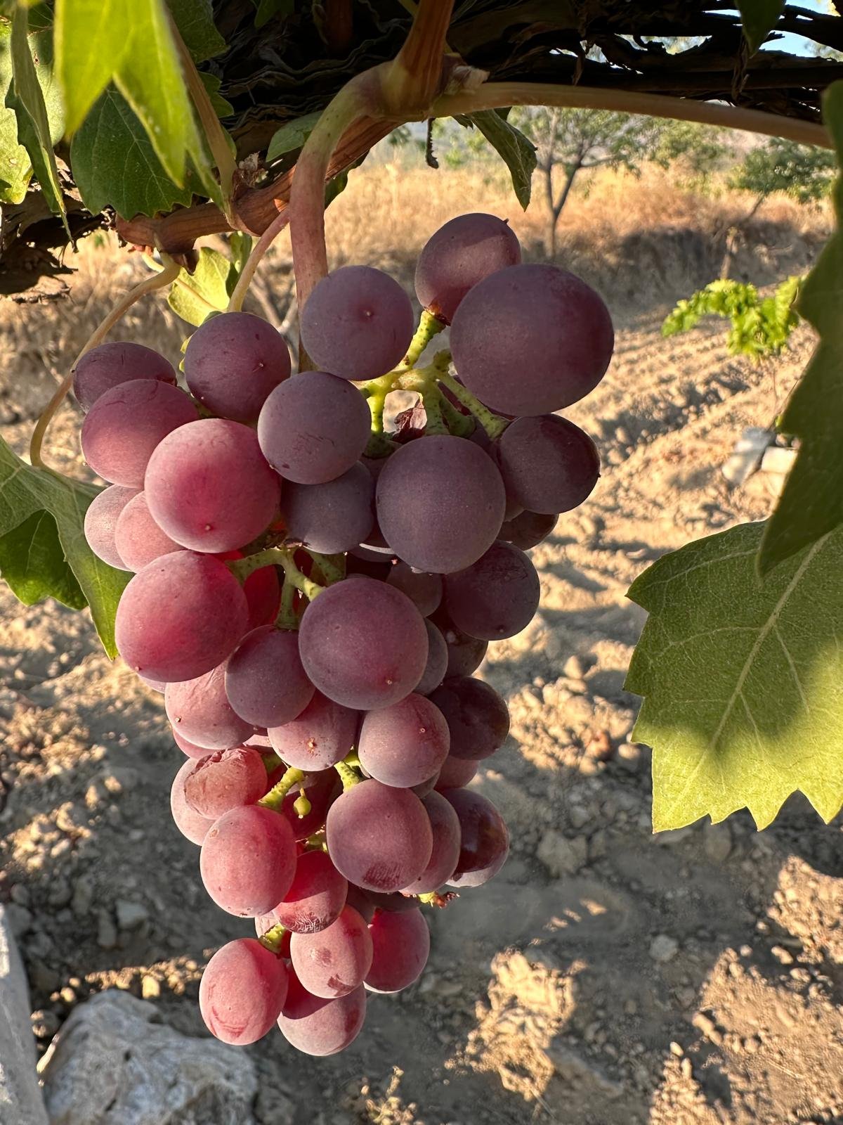 Denizli Haber Avşar Üzümü (4)