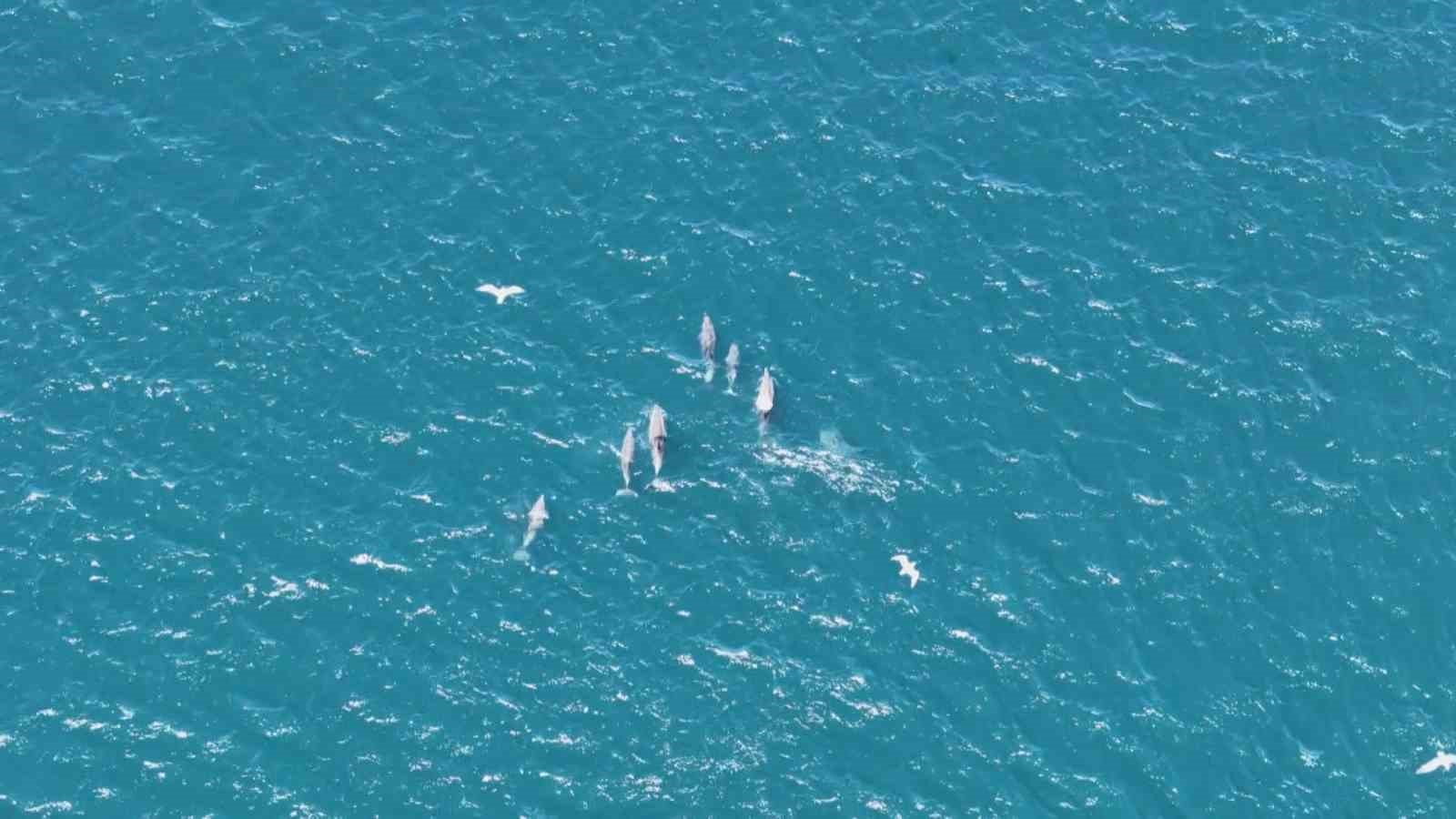 Denizli Haber Boğazda Yunuslar (1)