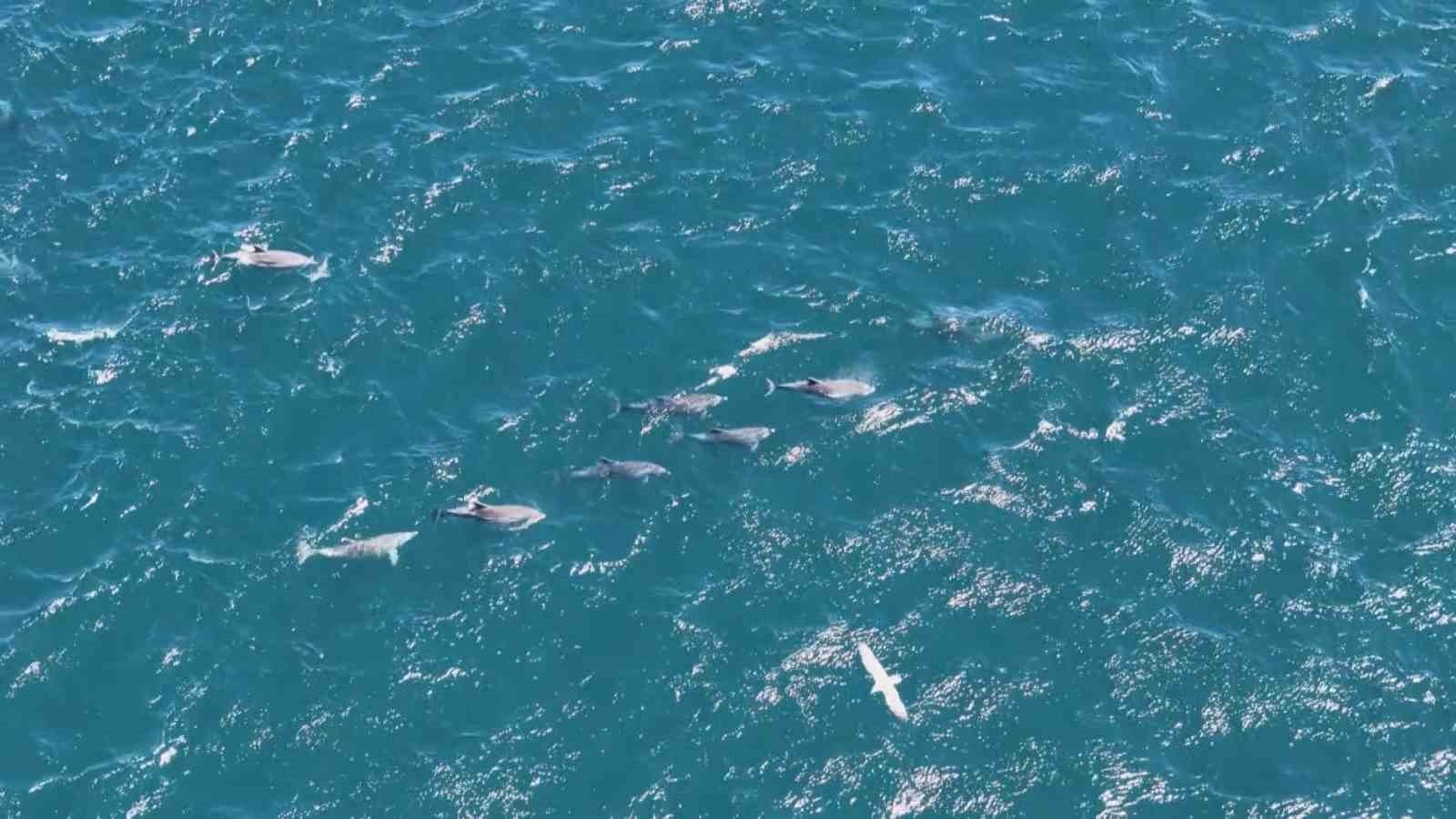 Denizli Haber Boğazda Yunuslar (2)