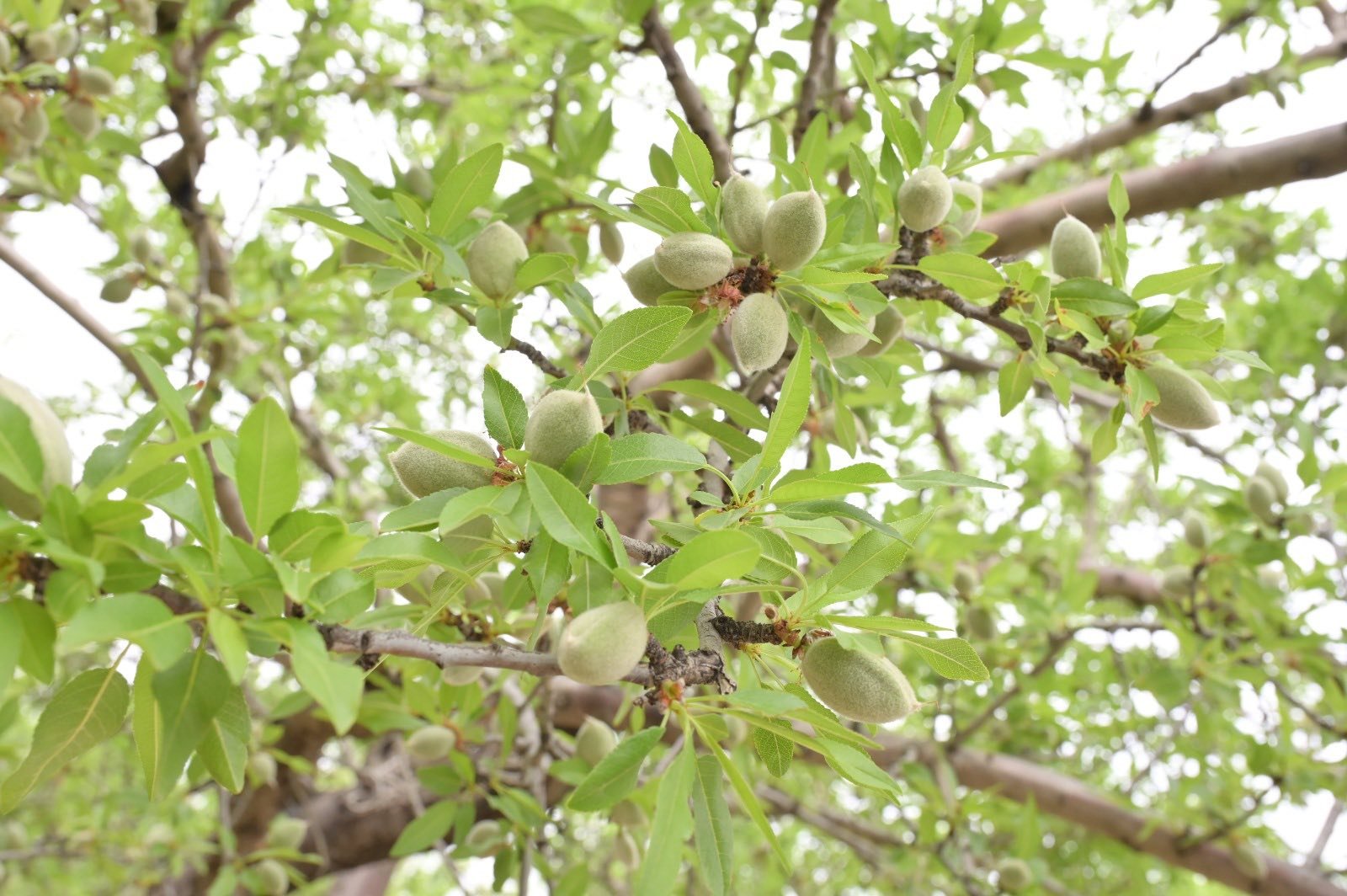 Denizli Haber Çağla (1)-3