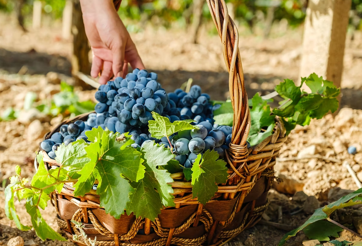 Denizli Haber Çalkarası