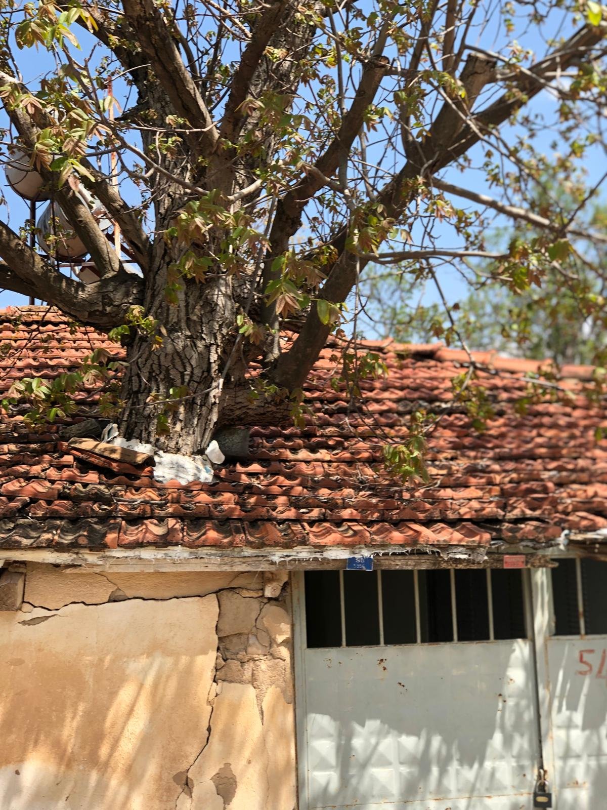 Denizli Haber Ceviz Ağacı Ev 2