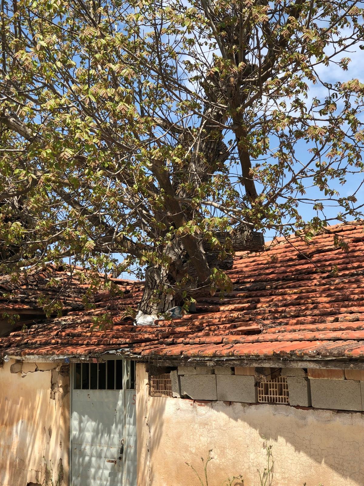 Denizli Haber Ceviz Ağacı Ev1