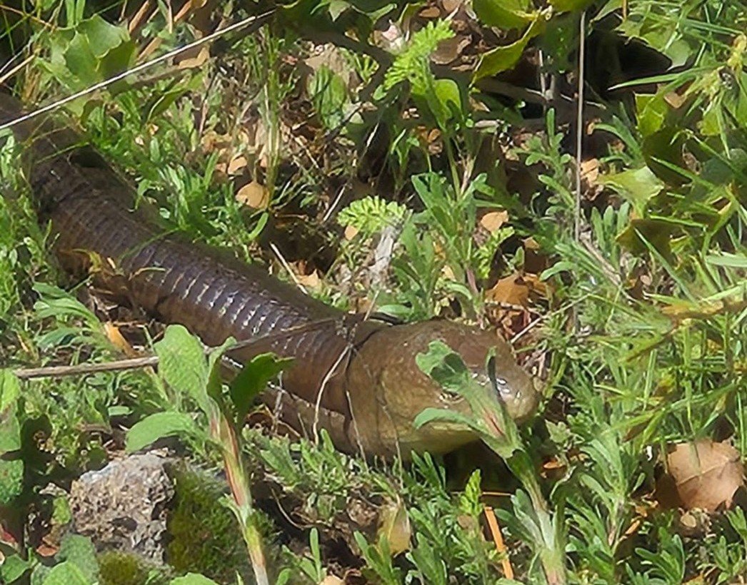 Deni̇zli̇ Haber Demi̇r Yilan (1)