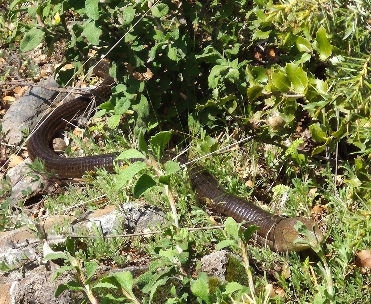 Deni̇zli̇ Haber Demi̇r Yilan (2)