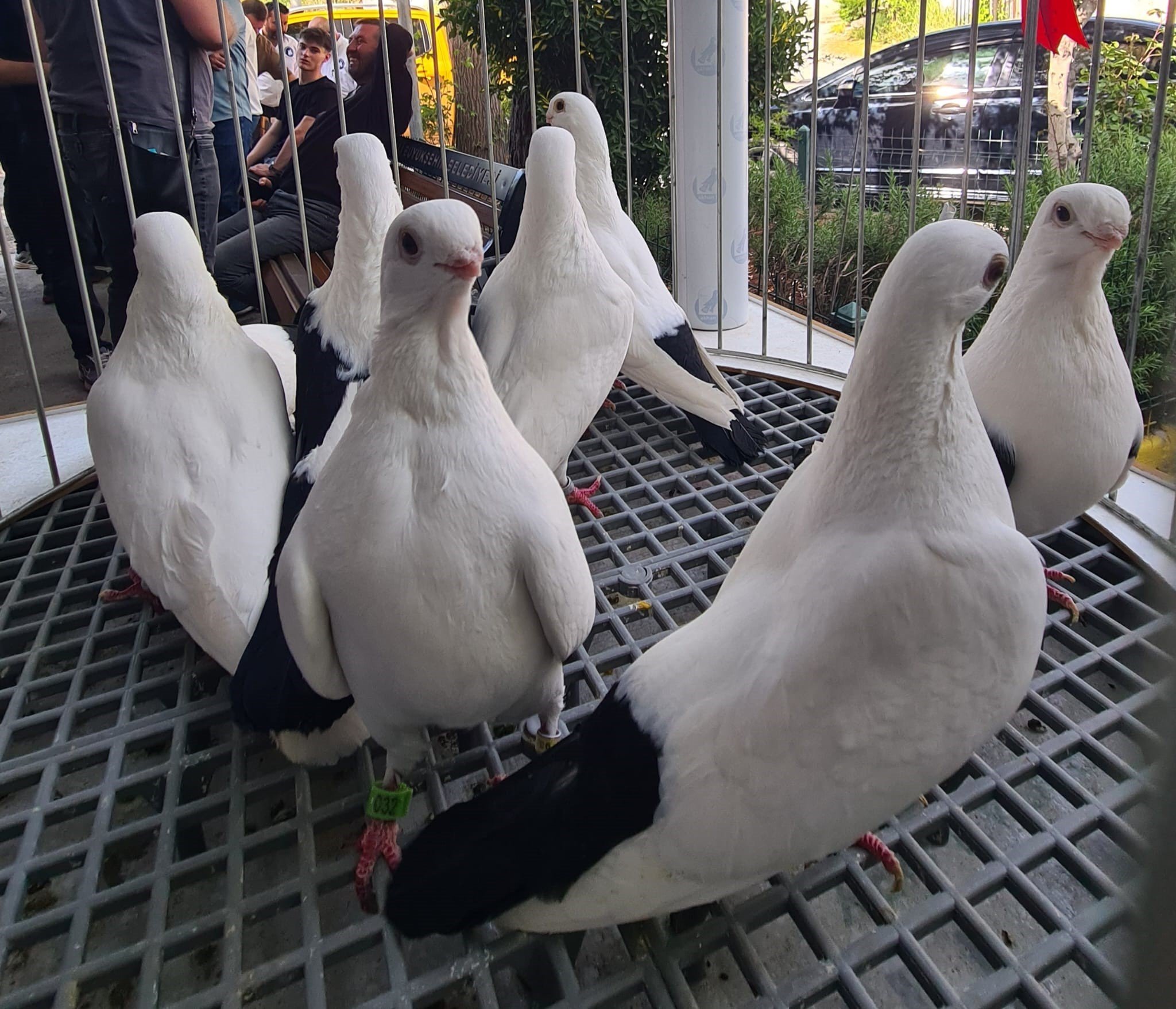 Denizli Haber Denizli Azman Güvercinleri Güzellikleriyle Mest Etti4