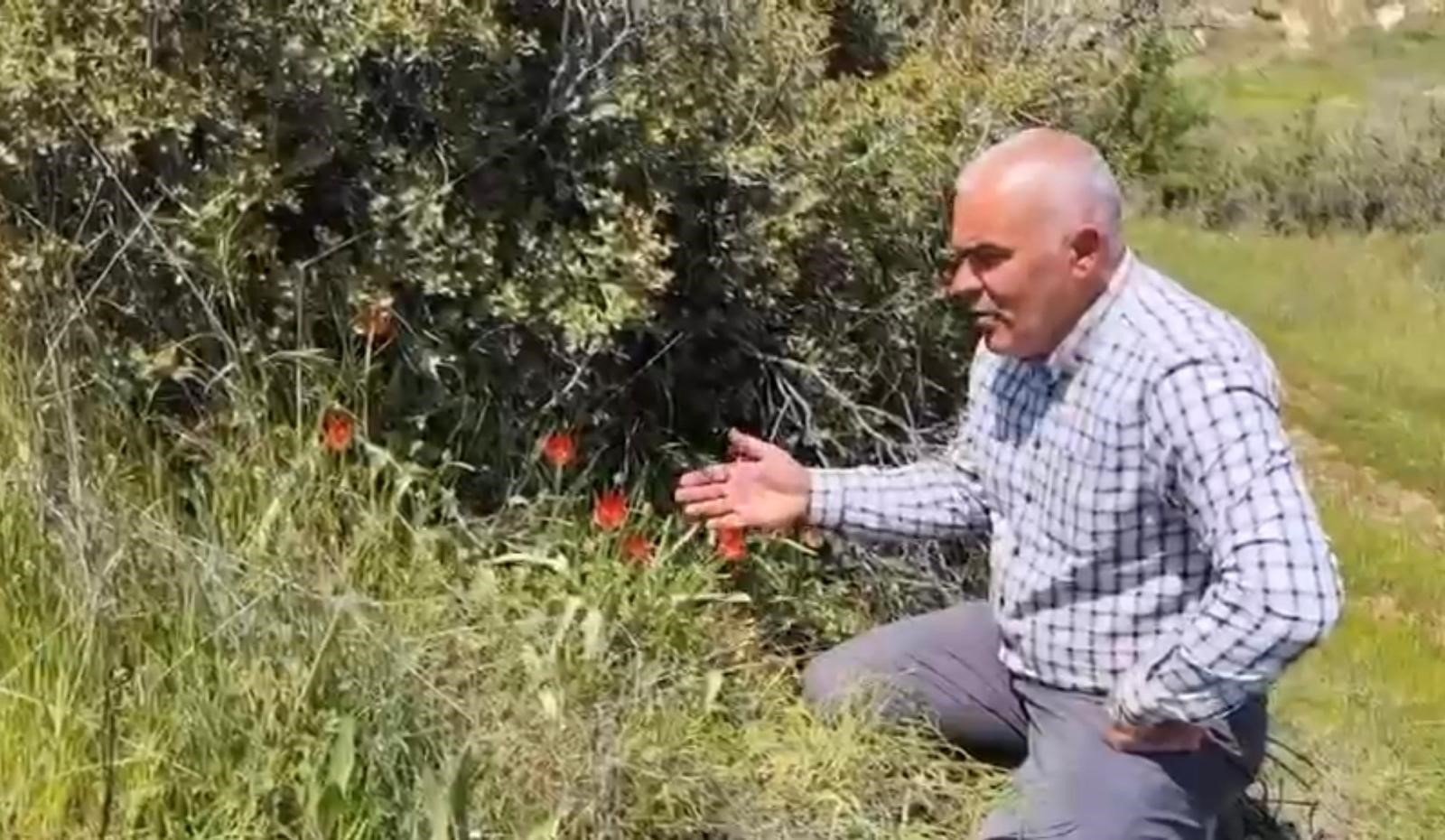 Denizli Haber Denizli'de Anemon Lalesi Yetişti