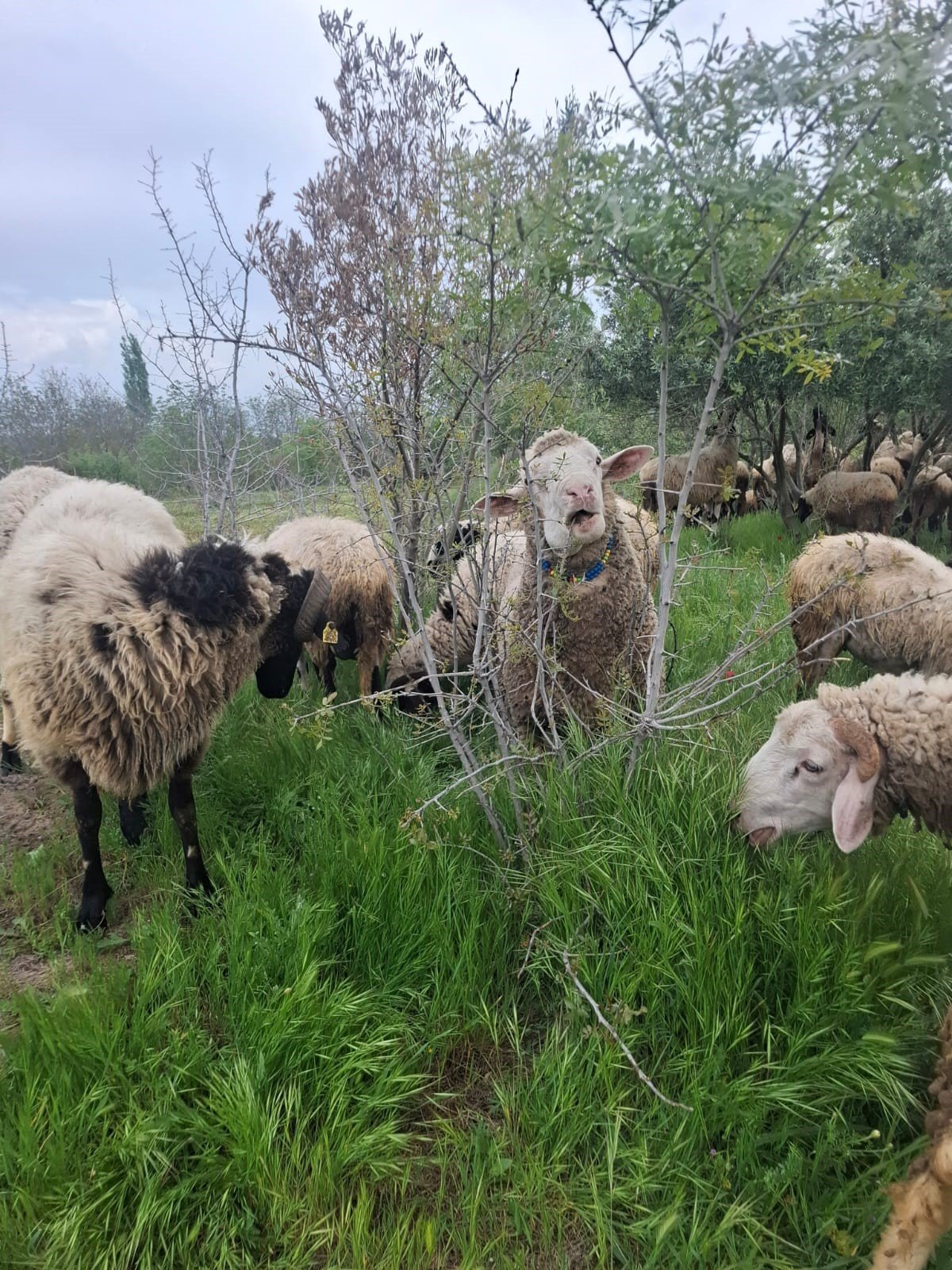 Denizli Haber Hayvancılık Kuzu (2)