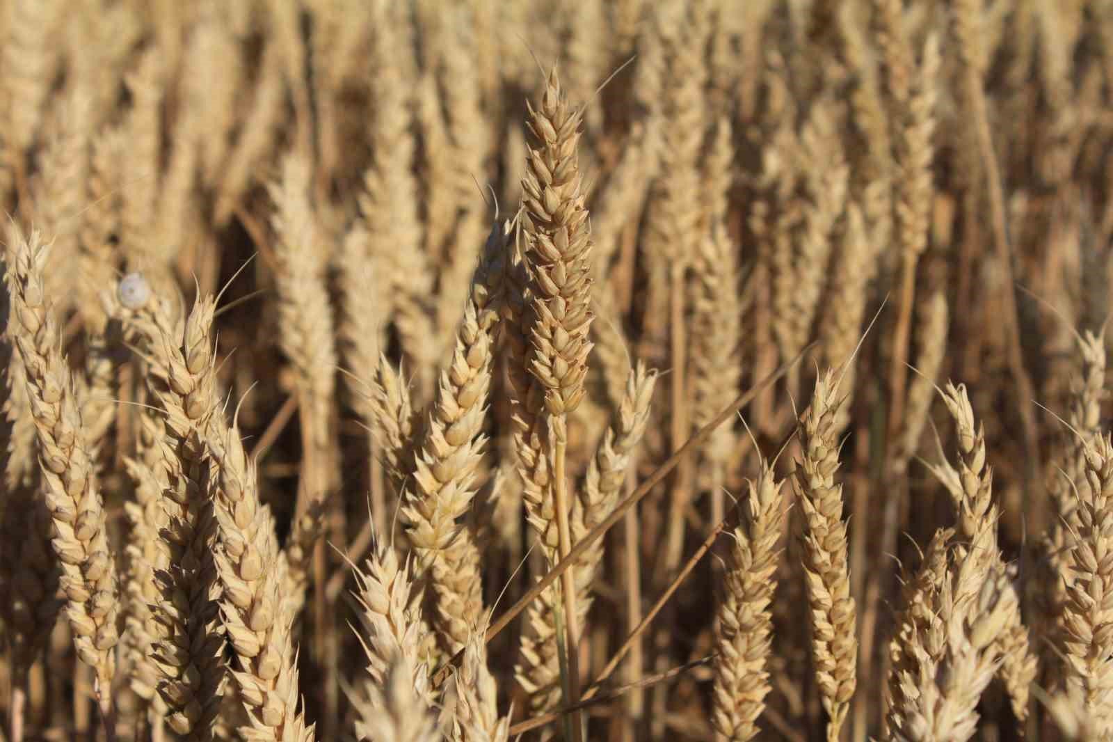 Denizli Haber Hububat-3