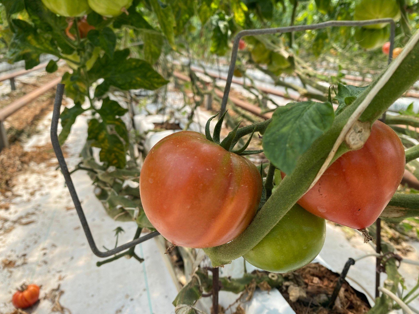 Denizli Haber Kadın Üretici (2)
