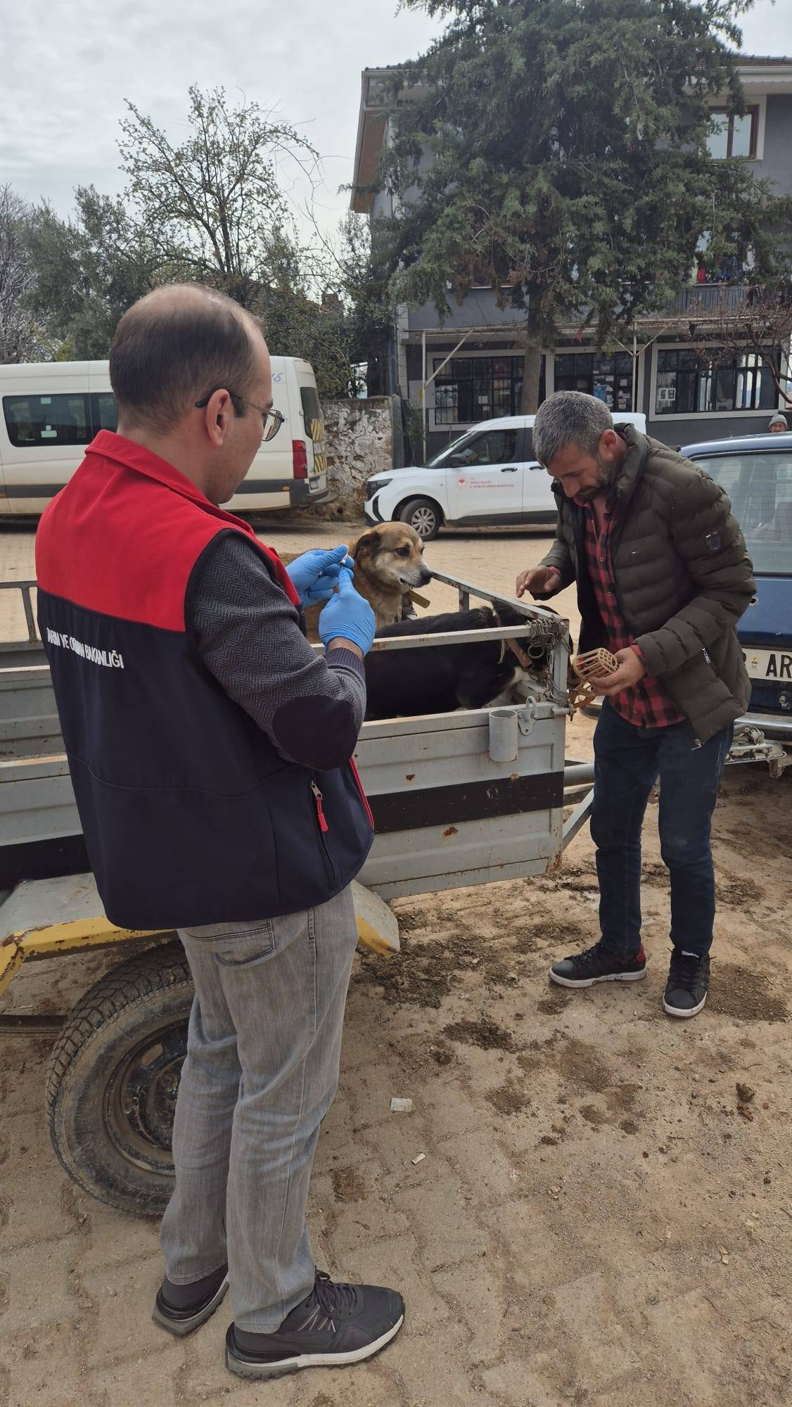 Denizli Haber Kuduz Aşailama (1)