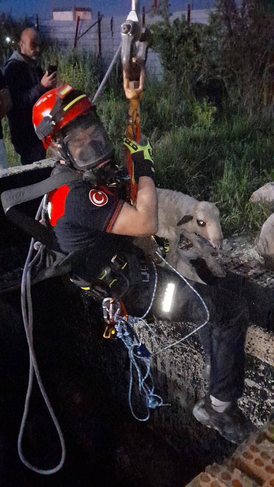 Denizli Haber Kuyuya Düşen Kuzuya Itfaiyeden Nefes Kesen Kurtarma