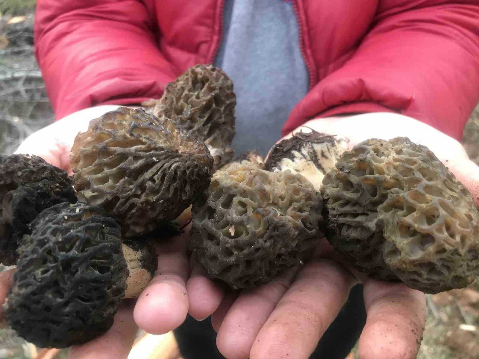 Denizli Haber Kuzu Göbeği-2